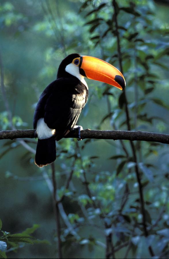 بويرتو إجوازو Yacutinga Lodge المظهر الخارجي الصورة
